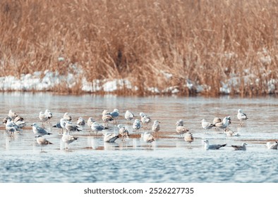 A flock of seagulls gathered on a calm winter afternoon by the frozen lake surrounded by tall grasses - Powered by Shutterstock