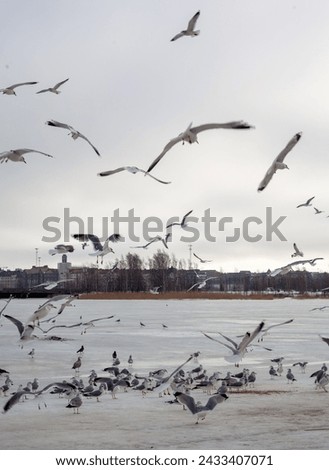 A flock of seagulls gathers in the winter, with some in flight and others perched, against a backdrop of distant buildings under an overcast sky. 
