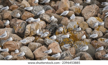 Similar – Image, Stock Photo Wadden Sea National Park