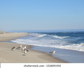 A Flock Of Seagulls On The Beach At Cooper's Beach In Southampton, Long Island, New York.