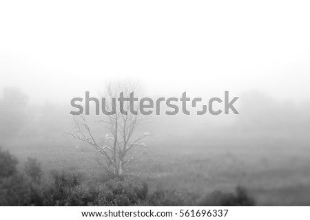 Similar – lonely tree Nature