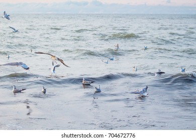 A flock of seagulls on the water in the sea