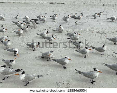 Similar – Image, Stock Photo flock of seagulls