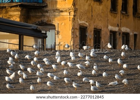Flock of seagulls perched on the roof. A group of seagulls resting. Animal, bird idea concept. No people, nobody. Horizontal photo. 