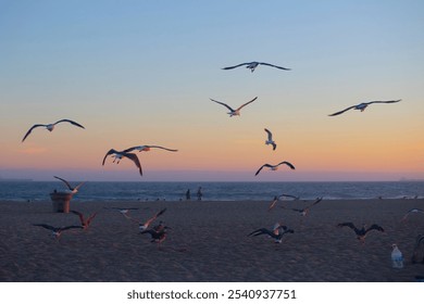 A flock of seagulls soaring low over the sandy beach at sunset - Powered by Shutterstock