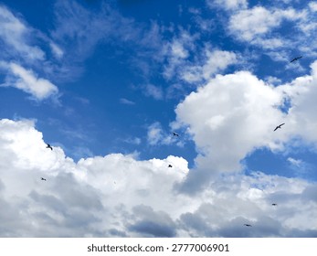 Flock of Seagulls Soaring Through a Dramatic Cloudy Sky at the Beach