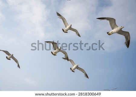 A flock of seagulls soars and glides through a partly cloudy bright blue sky, showcasing their flight against the open air.