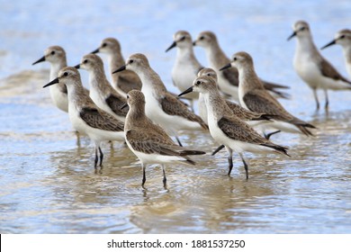 flock of Semipalmed Sandpiper (Calidris pusilla) photographed with selective focus on the front bird on the beach of Mangue Seco, Jandaira, Bahia
