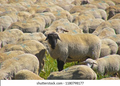 Flock of sheep
