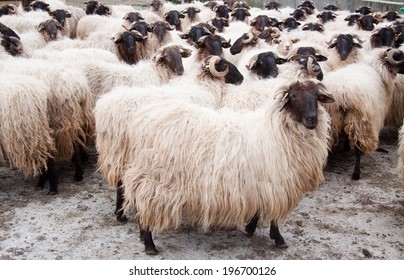 Flock of sheep 
