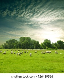flock of sheep    