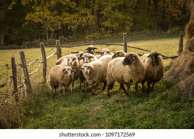 Flock Of Sheep In Autumn. Farm Animals.