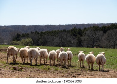 Follow Like Sheep Images Stock Photos Vectors Shutterstock