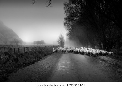 flock of sheep being moved along rural roadway Mt Aspiring Station, New Zealand - Black and white