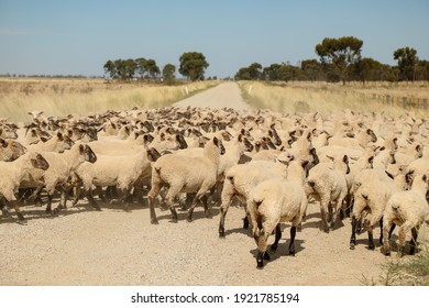 Flock of sheep being moved along dusty country road in rural Australia