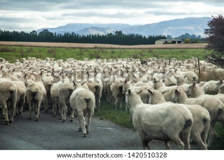 Flock of sheep blocking / being herded across the road in rural Canterbury, New Zealand, South Island.
