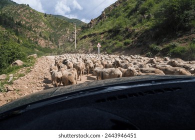 A flock of sheep blocking the dusty dirt road winding through valley with mountains at sunny day. View from inside a car. Drivers perspective. - Powered by Shutterstock