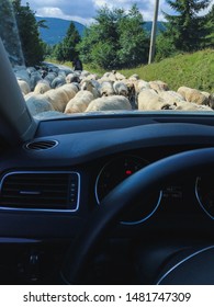 A Flock Of Sheep Blocking The Road