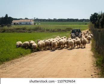 Flock Of Sheep Blocking Road In Alentejo, Portugal.