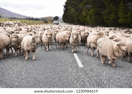 Flock of sheep blocks the road
