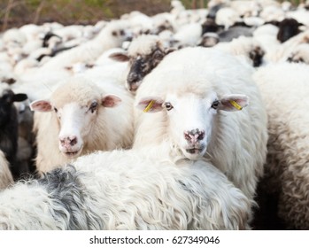 Flock of sheep in the Carpathian mountains. Close-up.
