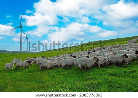 Flock of sheep at the coast near the IJsselmeer in the Netherlands
