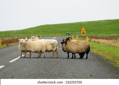 Flock of sheep cross the road in Iceland 