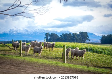 A Flock Of Sheep Eating Winter Feed On A Farm In New Zealand With The Snowy Mountains Behind