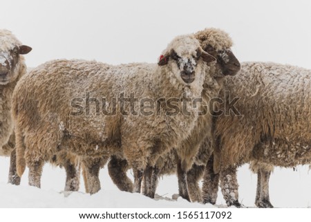 Similar – Sheep in winter in snow with thick fur