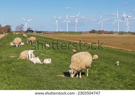 Flock of sheep, ewes and lambs, on an old  levee at the North Sea near Dagebüll in Nordfriesland, Schleswig-Holstein, Germany. With wind turbines in the background.