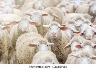 Flock of sheep, sheep farm