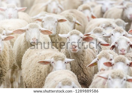 Flock of sheep, sheep farm
