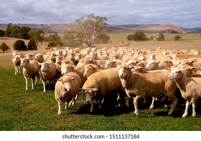 Flock Of Sheep In A Farm In Australia