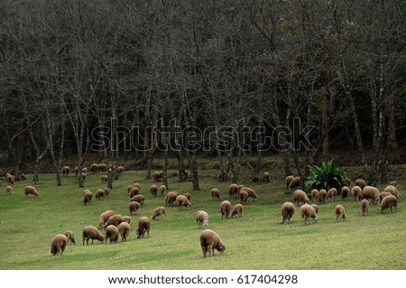 The flock of sheep is feeding grass in beautiful green pastures beside pine forests.