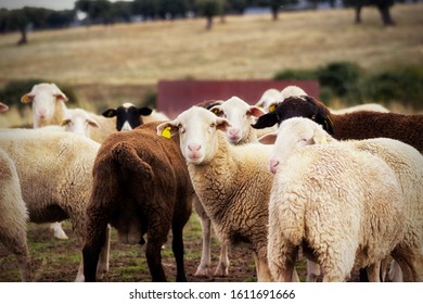 Flock of sheep in the field.  Farm animal husbandry concept. - Shutterstock ID 1611691666