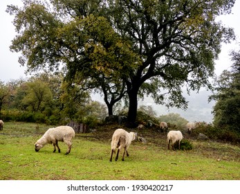 flock of sheep in the field, Sierra de Grazalema, Cadiz