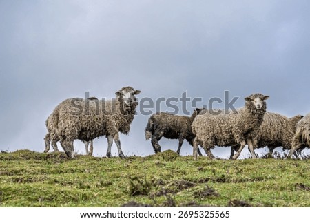 Flock of sheep gathered and walking in a green valley. Gray and cloudy sky of highlands.