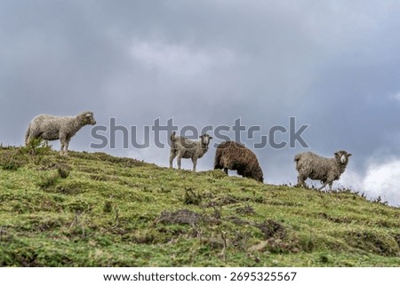 Flock of sheep gathered and walking in a green valley. Gray and cloudy sky of highlands.
