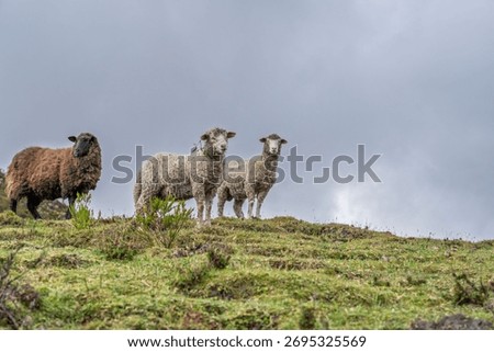 Flock of sheep gathered and walking in a green valley. Gray and cloudy sky of highlands.