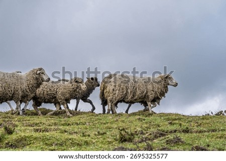 Flock of sheep gathered and walking in a green valley. Gray and cloudy sky of highlands.