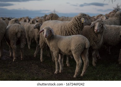A flock of sheep in Germany - Shutterstock ID 1672469242