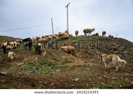 A flock of sheep and goats graze in the mountains of Turkey in autumn. A lot of sheep and goats are climbing the mountain. Shepherd dog guard the herd.