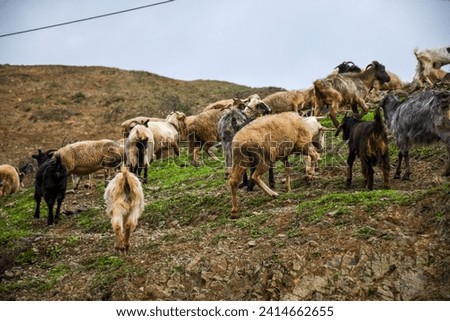 A flock of sheep and goats graze in the mountains of Turkey in autumn. A lot of sheep and goats are climbing the mountain. Shepherd dog guard the herd.