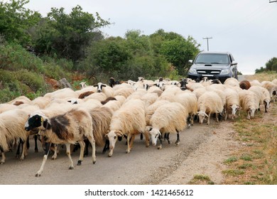 Flock of sheep goes along the road, island Crete, Greece, Europe
