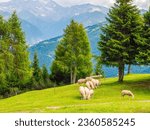 A flock of sheep graze on a green meadow high in the Alps, beautiful surrounding landscape, Trins, Tyrol, Austria, Europe.