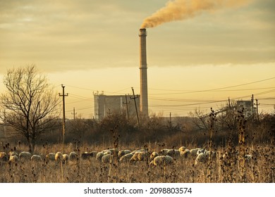 The Flock Of Sheep Graze On Pastures Near A Thermal Power Plant. Animals, Food, Smoke Stack, Pollution - Concept.