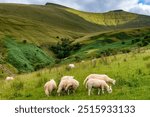 Flock of sheep grazing below Pen-y-Fan and Corn Du in the Brecon Beacons, Wales