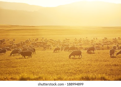 A flock of sheep grazing in a field at the base of the mountains as the sun sets.