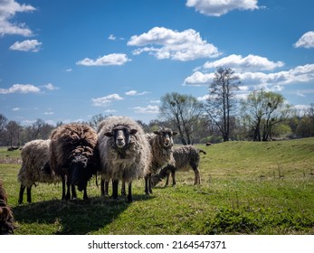 A Flock Of Sheep In A Grazing Field. No People, Blue Sky.