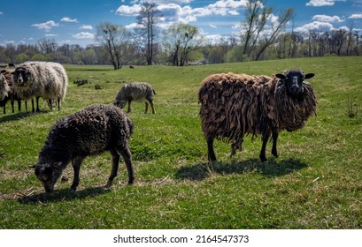 A Flock Of Sheep In A Grazing Field. No People, Blue Sky.